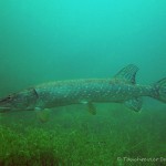 Hecht im Echinger Weiher