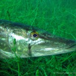 Hecht im Echinger Weiher