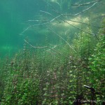 Wasserminze im Echinger Weiher