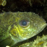 Kaulbarsch (Gymnocephalus cernua), Tauchen im Straussee, Tauchen in Brandenburg