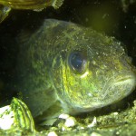 Kaulbarsch (Gymnocephalus cernua), Tauchen im Straussee, Tauchen in Brandenburg