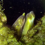 Europäische Aal (Anguilla anguilla), Tauchen im Straussee, Tauchen in Brandenburg