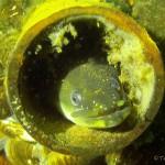 Europäische Aal (Anguilla anguilla), Tauchen im Straussee, Tauchen in Brandenburg