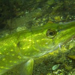 Hecht (Esox esox), Tauchen im Straussee, Tauchen in Brandenburg