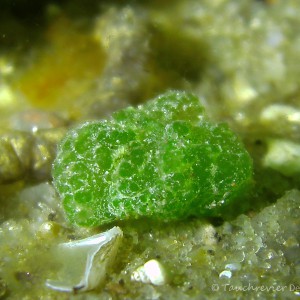 Wimpertierchen