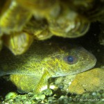 Kaulbarsch (Gymnocephalus cernua), Tauchen im Straussee, Tauchen in Brandenburg