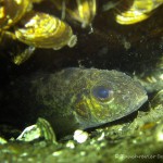 Kaulbarsch (Gymnocephalus cernua), Tauchen im Straussee, Tauchen in Brandenburg