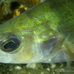 Flussbarsch (Perca fluviatilis), Tauchen im Straussee, Tauchen in Brandenburg