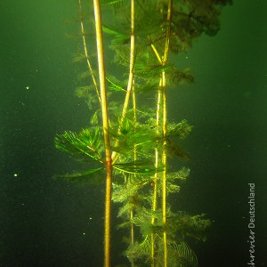 Ähriges Tausendblatt