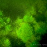 Alge (Aegagropila linnaei), Tauchen im Kleiner Lankesee, Tauchen in Brandenburg