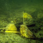 Teichmuschel, Tauchen im Kleiner Lankesee, Tauchen in Brandenburg