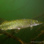 Hecht (Esox esox), Tauchen im Straussee, Tauchen in Brandenburg
