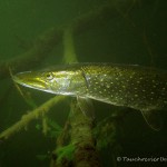 Hecht (Esox esox), Tauchen im Straussee, Tauchen in Brandenburg