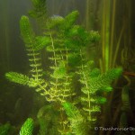 Raues Hornblatt, Tauchen im Straussee, Tauchen in Brandenburg