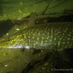 Hecht (Esox esox), Tauchen im Straussee, Tauchen in Brandenburg