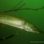 Hecht (Esox esox), Tauchen im Straussee, Tauchen in Brandenburg