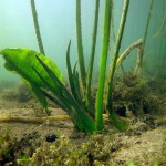 Teichrosen, Tauchen im Werbellinsee, Tauchen in Brandenburg