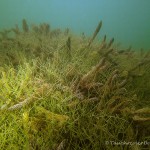 Makrophyten, Tauchen im Werbellinsee, Tauchen in Brandenburg