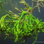 Süßwasserschwamm, Tauchen im Schmaler Luzin, Tauchen in Mecklenburg-Vorpommern