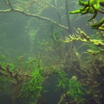 Süßwasserschwamm, Tauchen im Schmaler Luzin, Tauchen in Mecklenburg-Vorpommern