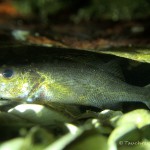Kaulbarsch, Tauchen im Schmaler Luzin, Tauchen in Mecklenburg-Vorpommern