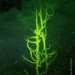 Süßwasserschwamm, Tauchen im Schmaler Luzin, Tauchen in Mecklenburg-Vorpommern