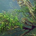 Süßwasserschwamm, Tauchen im Schmaler Luzin, Tauchen in Mecklenburg-Vorpommern