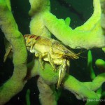 Flußkrebs im Süßwasserschwamm, Tauchen im Schmaler Luzin, Tauchen in Mecklenburg-Vorpommern