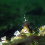 Süßwasserpolyp, Tauchen im Schmaler Luzin, Tauchen in Mecklenburg-Vorpommern