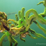 Süßwasserschwamm, Tauchen im Schmaler Luzin, Tauchen in Mecklenburg-Vorpommern