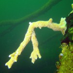 Süßwasserschwamm, Tauchen im Schmaler Luzin, Tauchen in Mecklenburg-Vorpommern