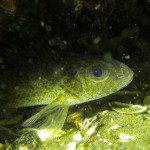 Kaulbrasch (Gymnocephalus cernua), Tauchen im Straussee, Tauchen in Brandenburg