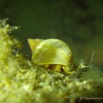 Spitzhornschnecke, Tauchen im Straussee, Tauchen in Brandenburg