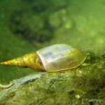 Spitzzhornschnecke, Tauchen im Straussee, Tauchen in Brandenburg