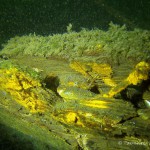 Flusskrebs, Tauchen im Straussee, Tauchen in Brandenburg