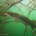 Hecht (Esox esox), Tauchen im Straussee, Tauchen in Brandenburg