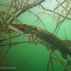 Hecht (Esox esox)