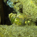 Sumpfdeckelschnecke (Viviparidae), Tauchen im Straussee, Tauchen in Brandenburg