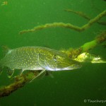 Hecht (Esox esox), Tauchen im Straussee, Tauchen in Brandenburg