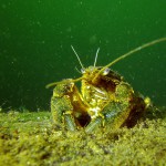 Flusskrebs, Tauchen im Straussee, Tauchen in Brandenburg