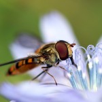 Hainschwebfliege, Schwebfliege, Insekt, Tauchrevier Deutschland, Flora und Fauna