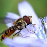 Hainschwebfliege, Schwebfliege, Insekt, Tauchrevier Deutschland, Flora und Fauna
