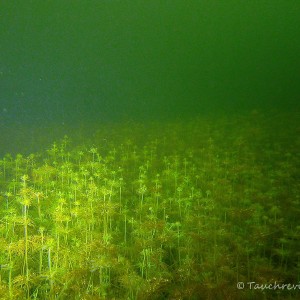 Glanzarmleuchteralgen