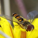 Hainschwebfliege, Schwebfliege, Insekt, Tauchrevier Deutschland, Flora und Fauna