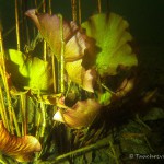 Seerose, Tauchen im Steinbruch Miltitz, Tauchen in Sachsen