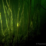 Bäume, Tauchen im Steinbruch Miltitz, Tauchen in Sachsen