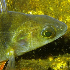 Flussbarsch