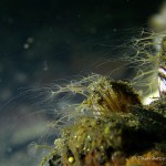 Süßwasserpolyp, Tauchen im Schmaler Luzin, Tauchen in Mecklenburg-Vorpommern