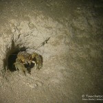 Flusskrebs, Mergelwand, Puddingberge, Tauchen im Werbellinsee, Tauchen in Brandenburg