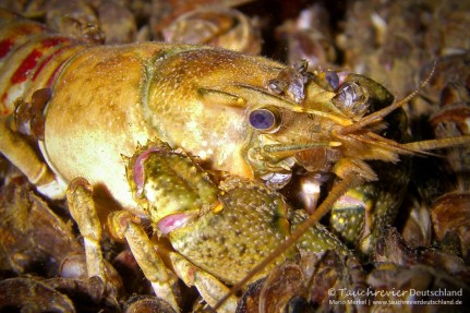 2014_11_17_Werbellinsee_103